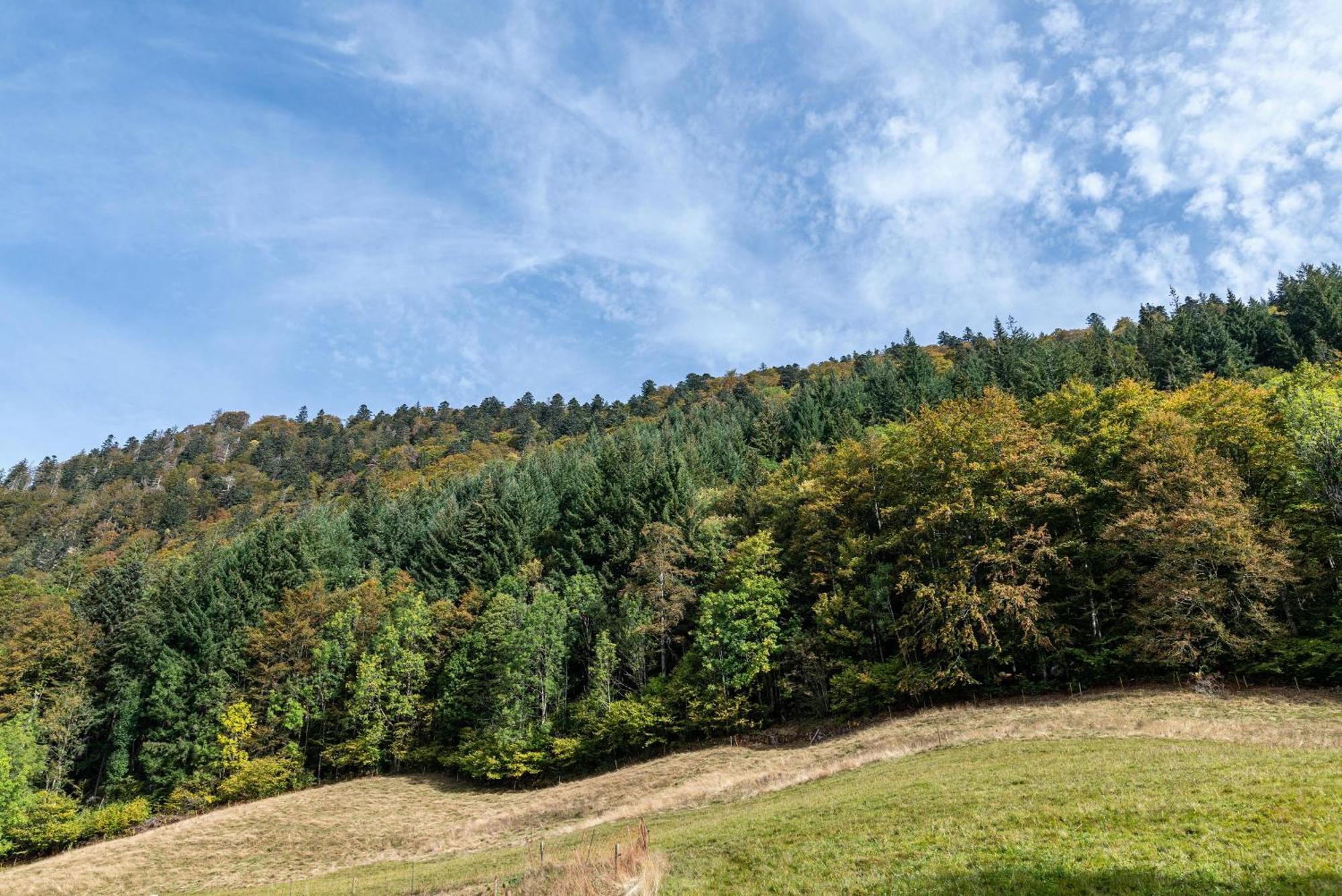 Gasthaus Zur Linde- Napf Oberried  Exterior foto